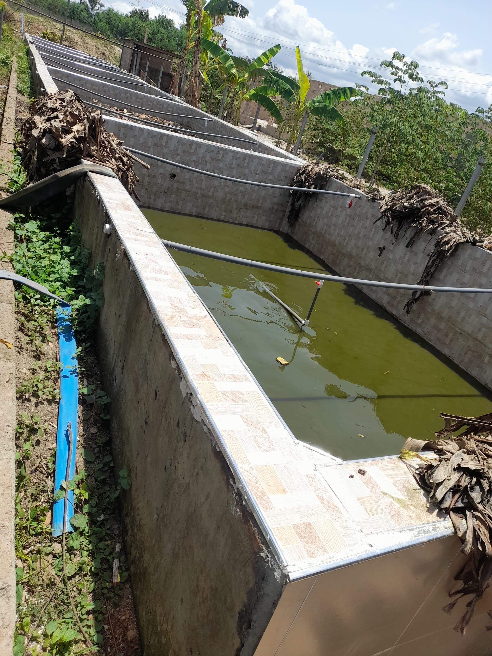 Pond construction